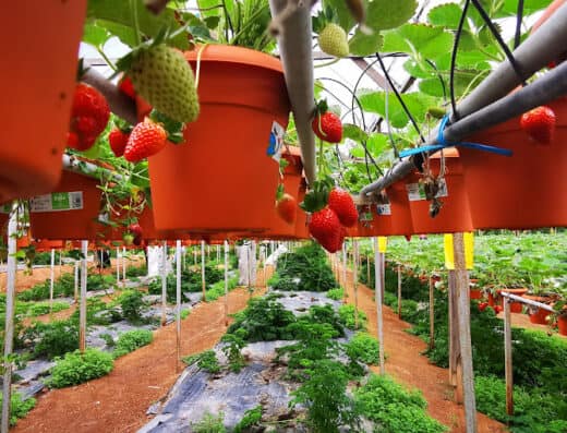 Big Red Strawberry Farm