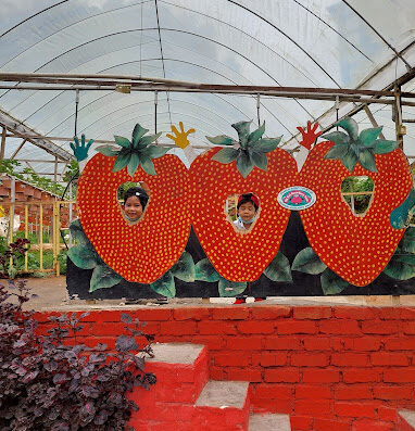 Big Red Strawberry Farm