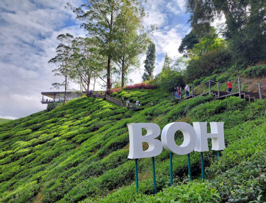 BOH Tea Centre