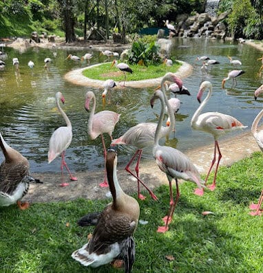 吉隆坡飞禽公园