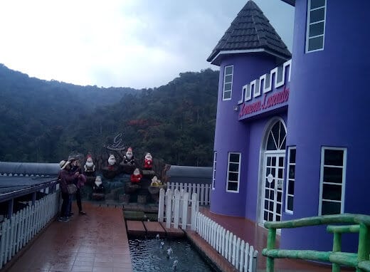 Cameron Lavender Garden