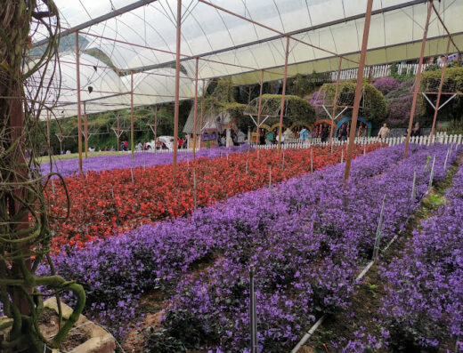 Cameron Lavender Garden