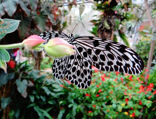 Cameron Highland Butterfly Farm