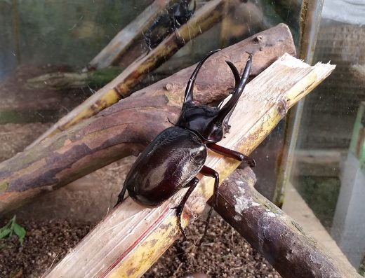 Cameron Highland Butterfly Farm