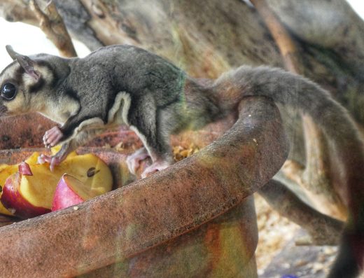 Cameron Highland Butterfly Farm